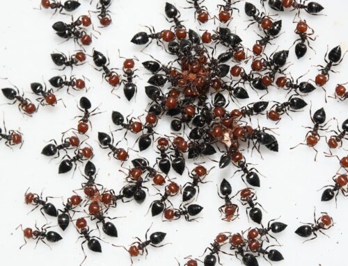 Job Seekers Beware of the ANTs